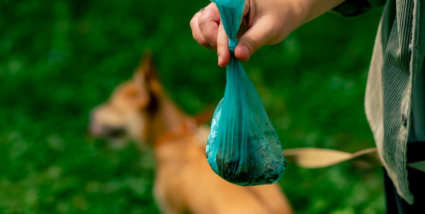 close up Woman picking up dog poop from the lawn in a city park A woman is holding a blue plastic bag with pet excrement environmental protection close up Woman picking up dog poop from the lawn in a city park A woman is holding blue plastic bag with pet excrement environmental protection